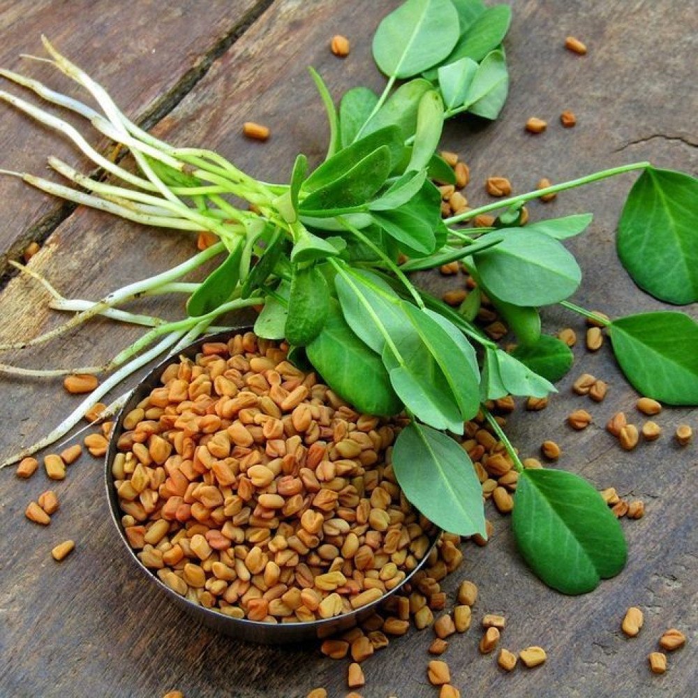 Fenugreek: Unveiling Its Rich History, Culinary Delights, and Health Benefits