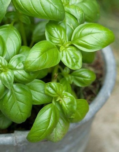 Unveiling the Secrets of Basil (Mrihani/Mrehani): Exploring the Fascinating History, Culinary Delights, and Health Benefits of Nature's Versatile Herb