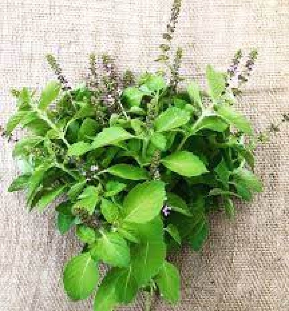 Celebrating African Herbs in Cuisine