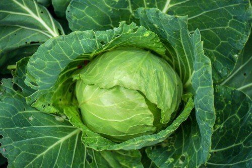 A tale about Cabbage
