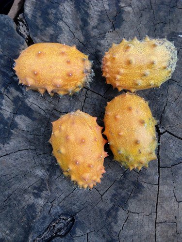 Thorn Melon (Kiwano)