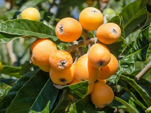 Loquat