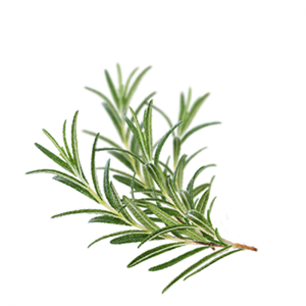 Rosemary Herb