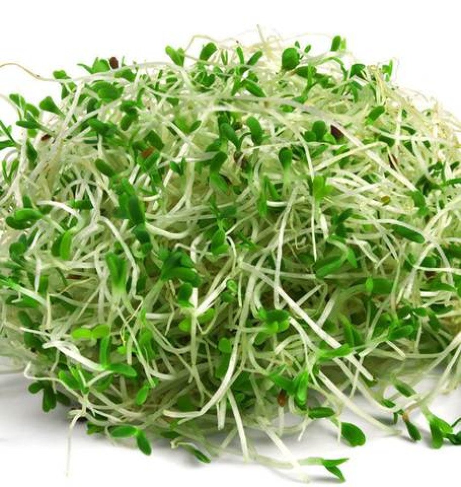 Alfalfa Sprouts: The Little Green Sprout with a Very Big Story