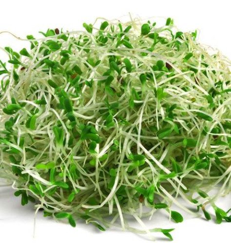 Alfalfa Sprouts: The Little Green Sprout with a Very Big Story