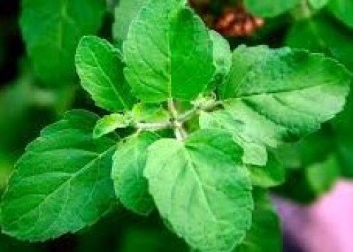 Ultimate herb