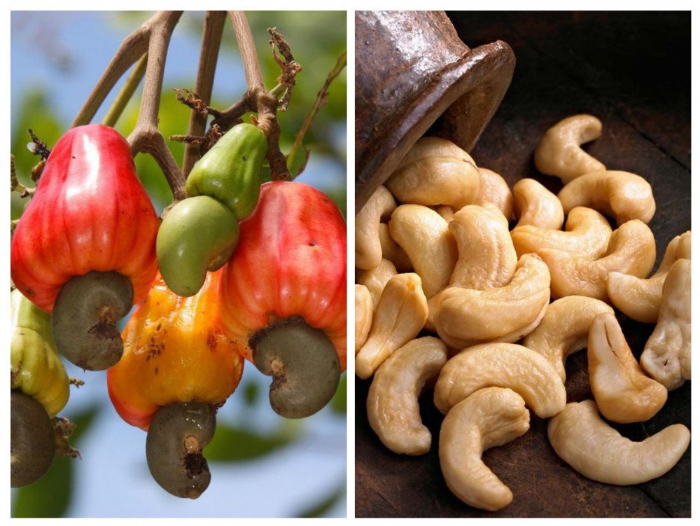 Cashew nut/ Cashews/ Korosho/ Kaju/ Kaju nuts/ Cajú