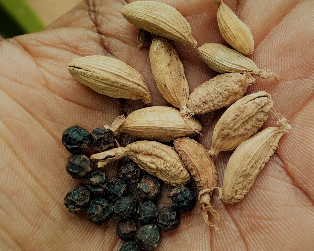 Uncovering the Secrets of Cardamom/Iliki/ Elakkai: History, Uses, and More!
