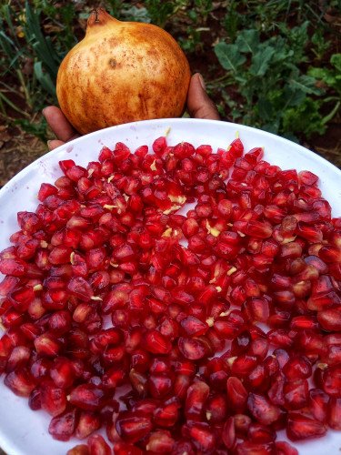 Pomegranate/ kukumanga/ mkomamanga