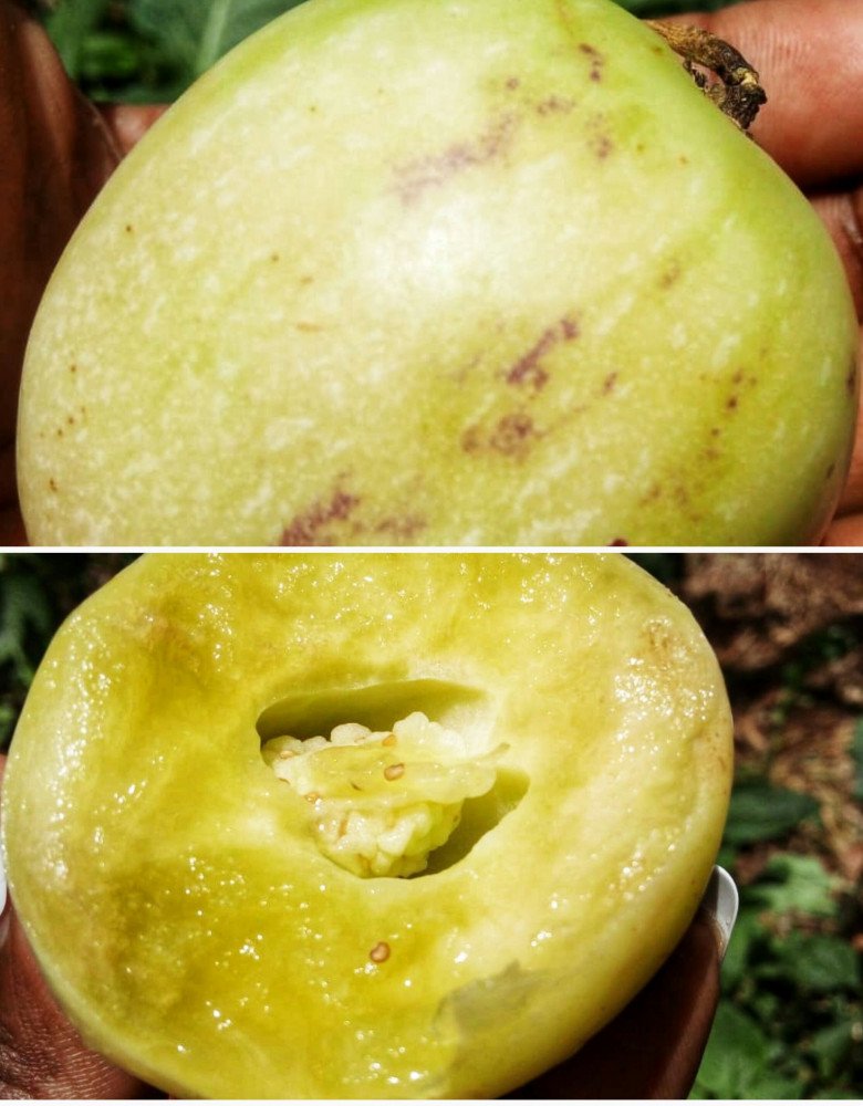 Pepino/ Pepino melon/ Mtango-tamu